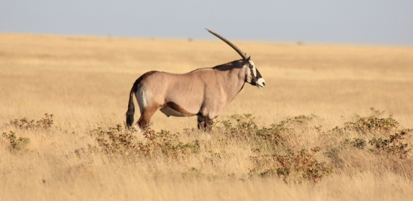 Zdjęcie z Namibii - 