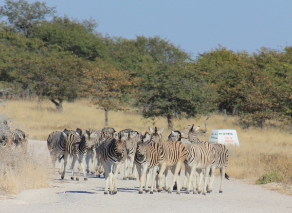 Zdjęcie z Namibii - 