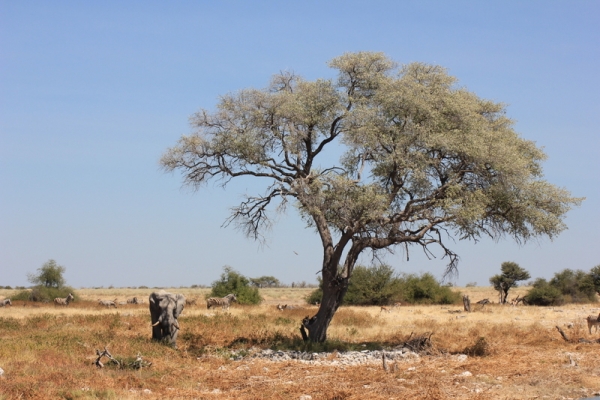 Zdjęcie z Namibii - 