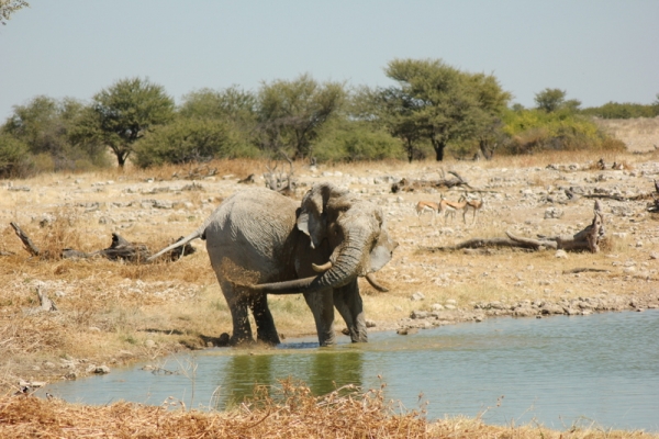 Zdjęcie z Namibii - 