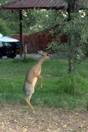 Zdjęcie z Namibii - 