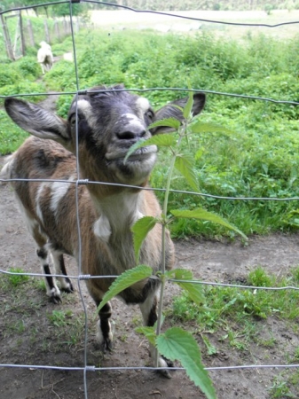 Zdjęcie z Polski - MINI ZOO