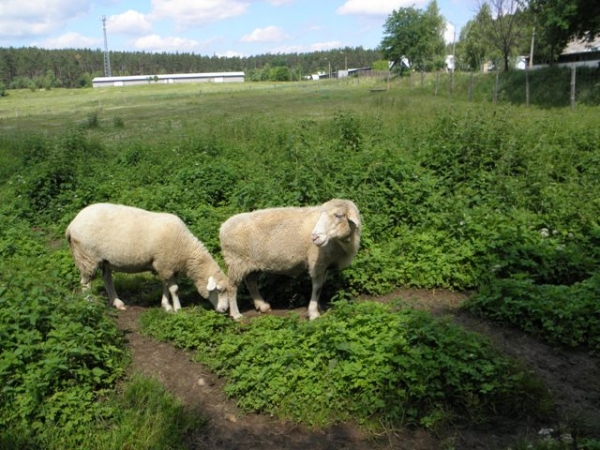 Zdjęcie z Polski - MINI ZOO