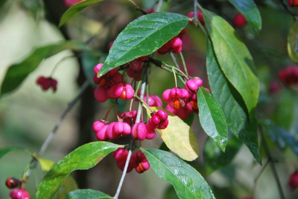 Zdjęcie z Australii - Australijska flora