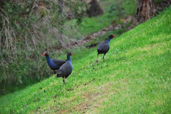 Zdjęcie z Australii - Kurki wodne swamp hens