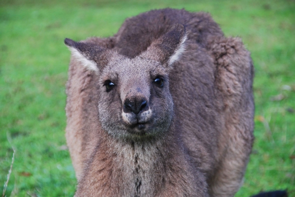 Zdjecie - Australia - Rezerwat Valley Lake - Mt Gambier