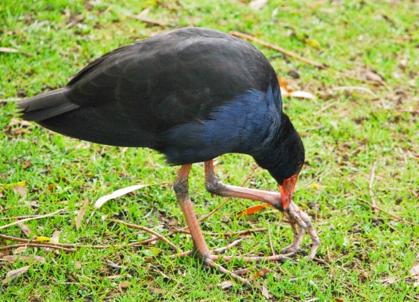Zdjęcie z Australii - Kurka wodna swamp hen