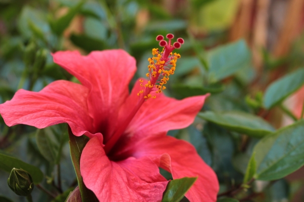Zdjęcie z Tunezji - Hibiskus