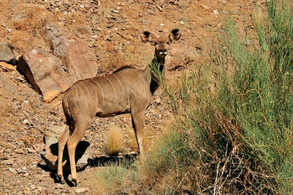Zdjęcie z Namibii - 