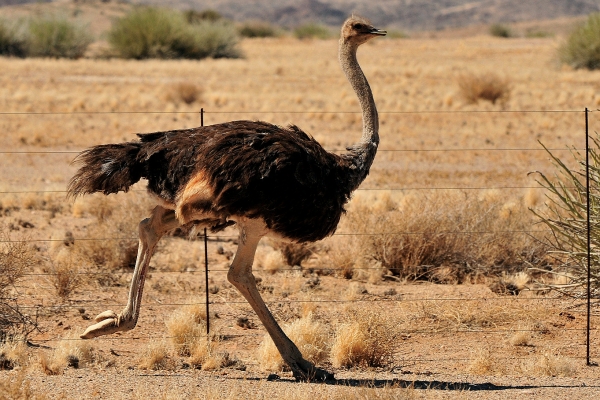 Zdjęcie z Namibii - 