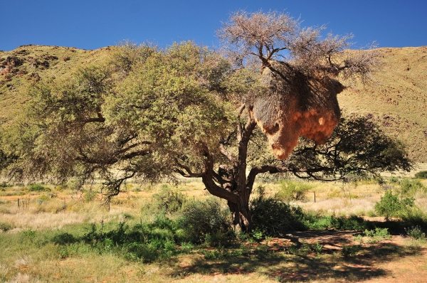 Zdjęcie z Namibii - 
