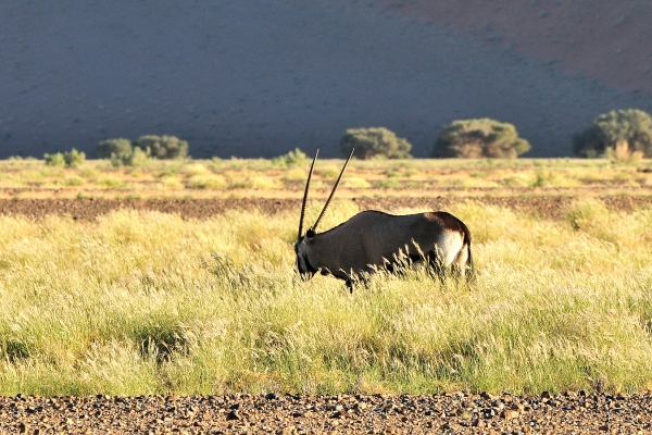 Zdjęcie z Namibii - 