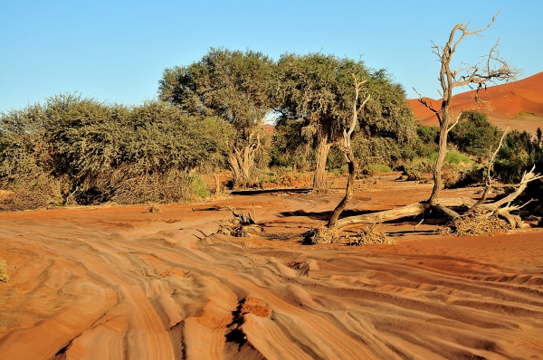 Zdjęcie z Namibii - 