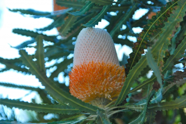 Zdjęcie z Australii - Australijska flora