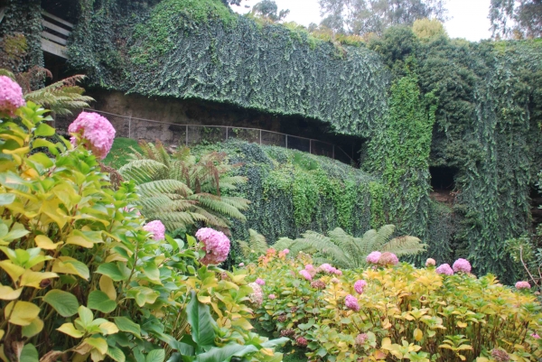 Zdjęcie z Australii - Umpherston Sinkhole