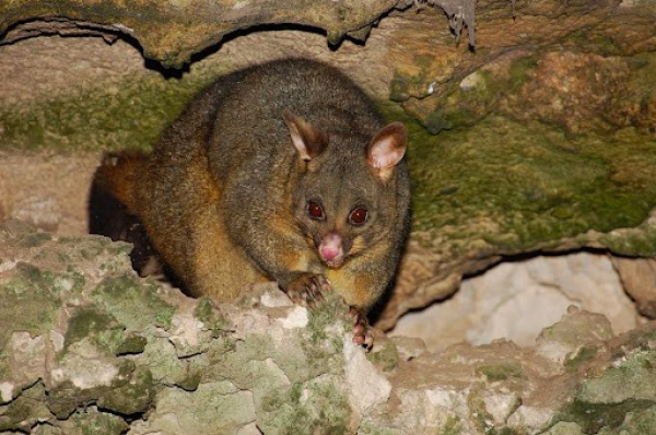 Zdjęcie z Australii - Jeden z licznych