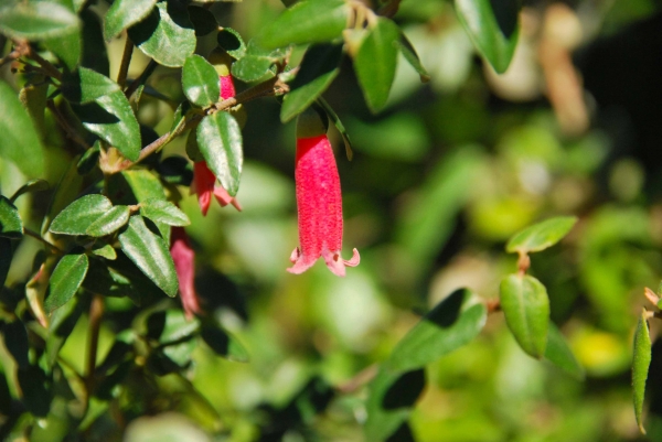 Zdjęcie z Australii - Australijska flora