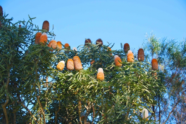 Zdjęcie z Australii - Australijska flora