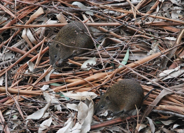 Zdjęcie z Australii - Para malych torbaczy
