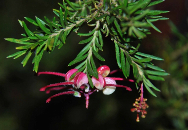 Zdjęcie z Australii - Australijska flora