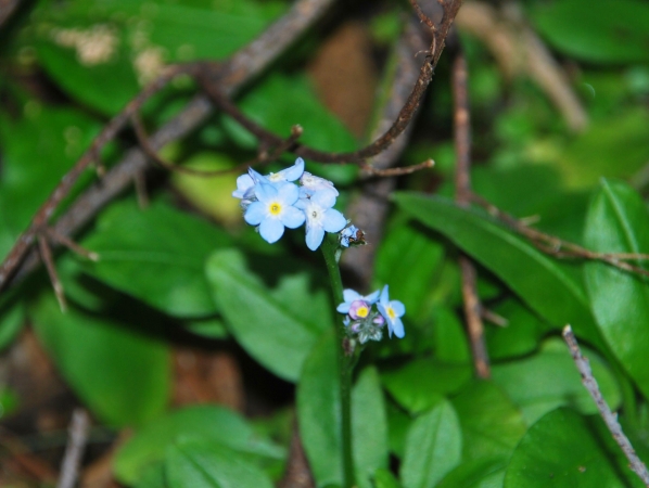 Zdjęcie z Australii - Australijska flora