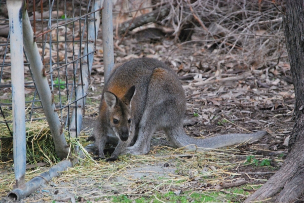 Zdjęcie z Australii - Wallaby czyli walabia