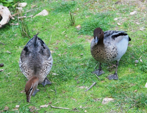 Zdjęcie z Australii - Australijskie male gesi