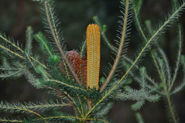 Zdjęcie z Australii - Australijska flora