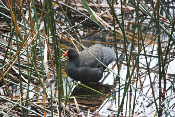 Zdjęcie z Australii - Kurka wodna swamp hen