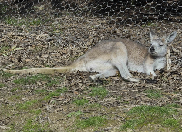 Zdjęcie z Australii - Och jak przyjemnie
