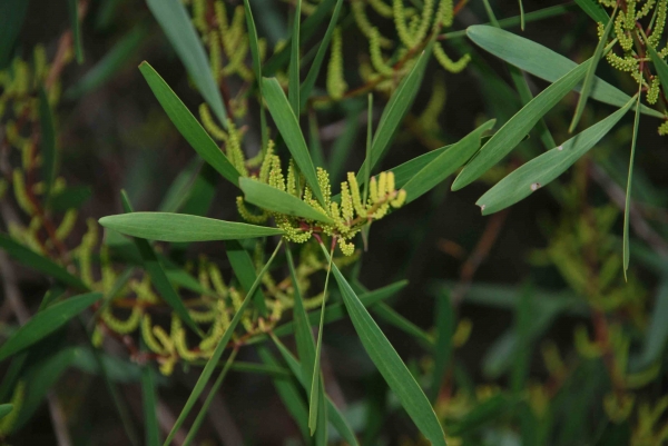 Zdjęcie z Australii - Zimowe kwiaty