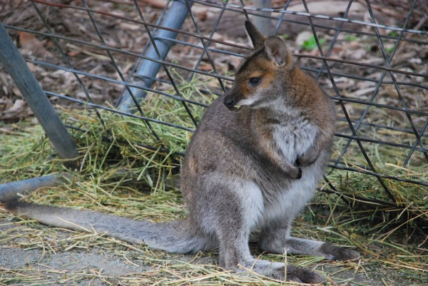 Zdjęcie z Australii - Wallaby przy karmiku