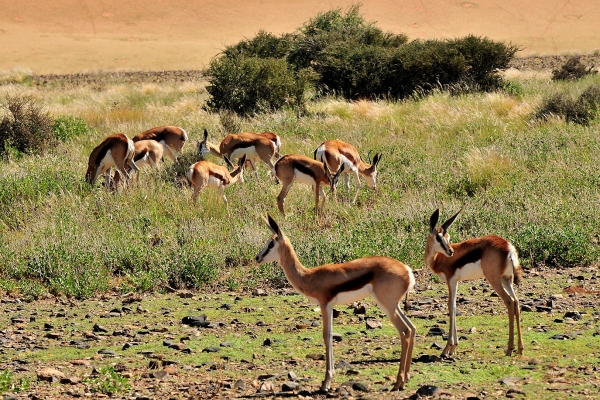 Zdjęcie z Namibii - 