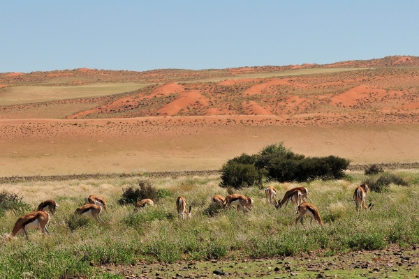 Zdjęcie z Namibii - 