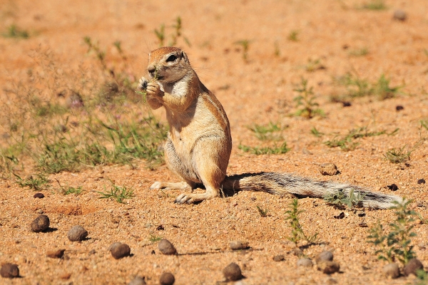 Zdjęcie z Namibii - 