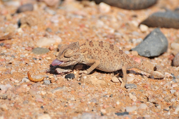 Zdjęcie z Namibii - 