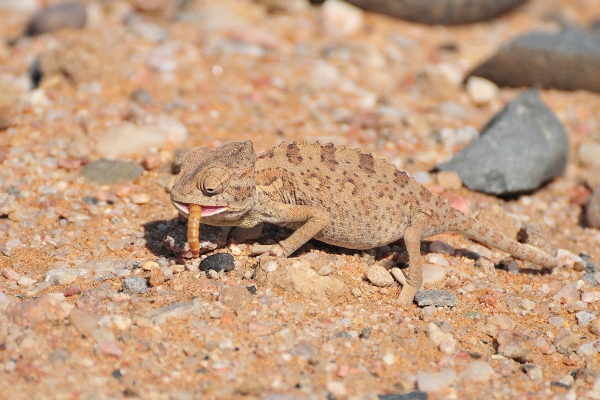 Zdjęcie z Namibii - 