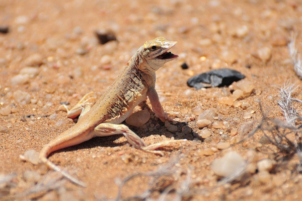 Zdjęcie z Namibii - 