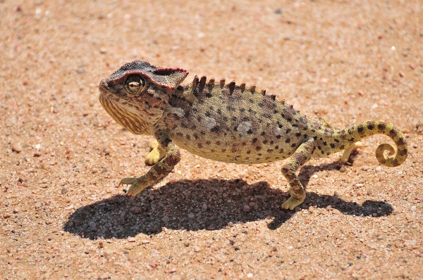 Zdjęcie z Namibii - 
