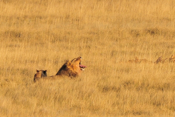 Zdjęcie z Namibii - 