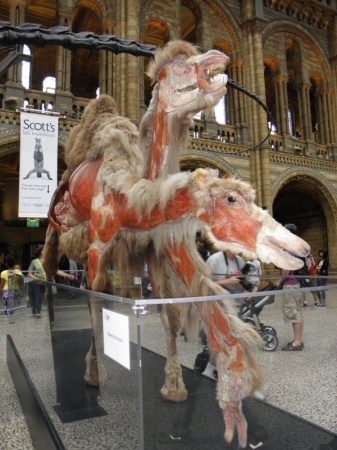 Zdjęcie z Wielkiej Brytanii - Natural History Museum