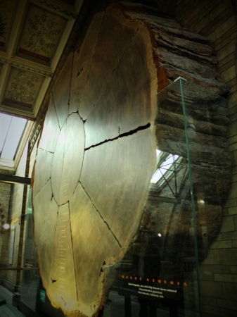 Zdjęcie z Wielkiej Brytanii - Natural History Museum