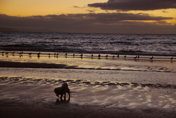 Zdjęcie z Australii - Aldinga & Sellick Beach