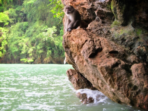 Zdjęcie z Tajlandii - malpka - phangnga bay
