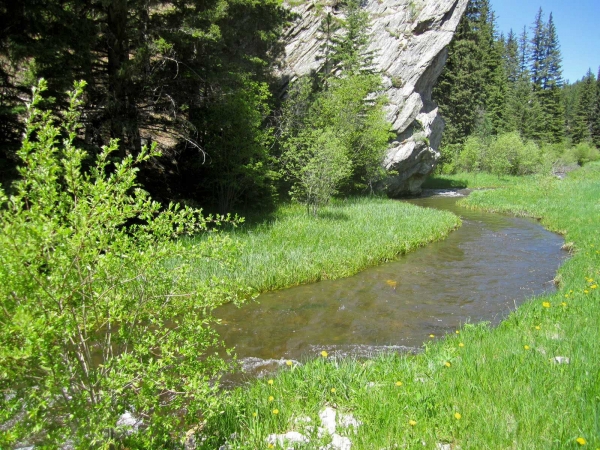 Zdjęcie ze Stanów Zjednoczonych - black hills nat. forrest