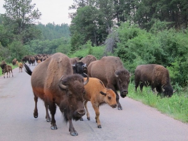 Zdjęcie ze Stanów Zjednoczonych - custer state park