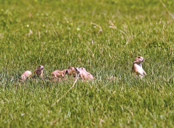 Zdjęcie ze Stanów Zjednoczonych - pieski preriowe