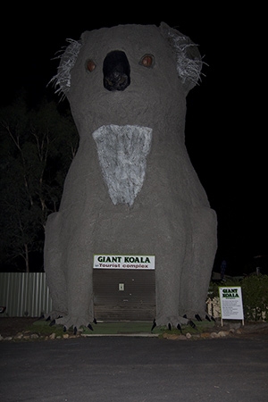 Zdjęcie z Australii - giant koala noca