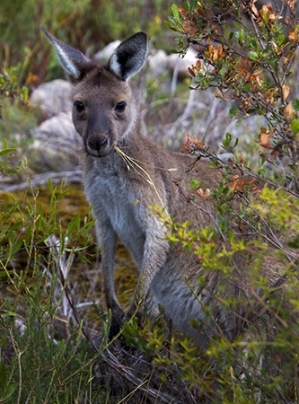 Zdjęcie z Australii - 