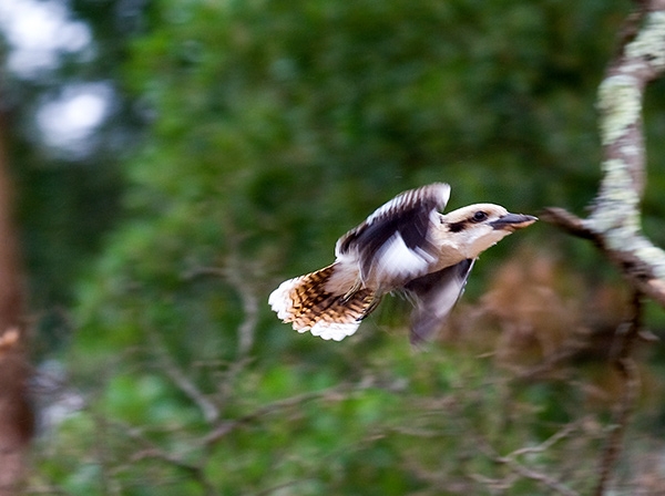 Zdjęcie z Australii - kookaburra